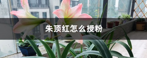 朱顶红怎么授粉